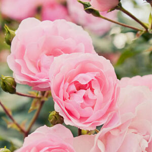 karin rooks Gallery