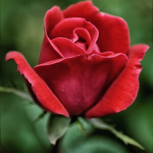 philip carpenter Gallery