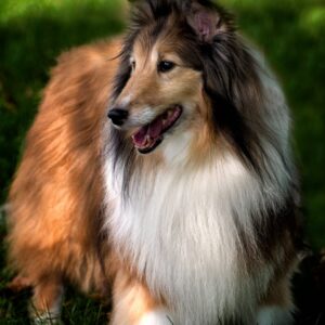 philip carpenter Gallery