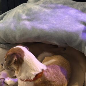 daniel angers Gallery