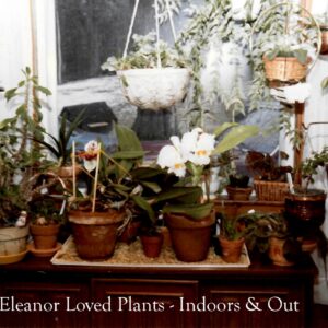 virginia zulker Gallery