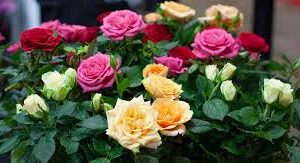 lorraine st. pierre Gallery