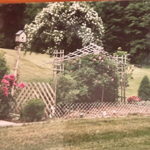 lorraine st. pierre Gallery