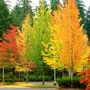 mary lou mont Gallery