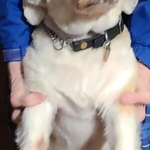 elaine dubois Gallery