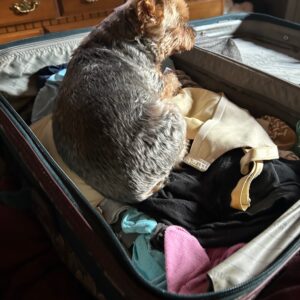 stephen driscoll Gallery