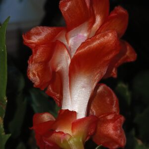 alan robichaud Gallery