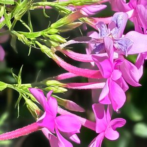 alan robichaud Gallery