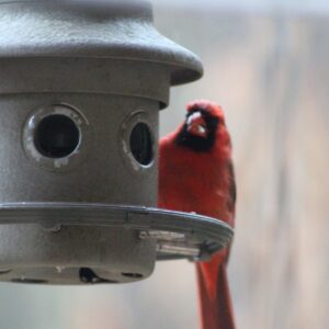 phyllis hayden Gallery