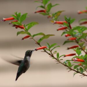 phyllis hayden Gallery