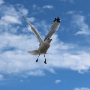 phyllis hayden Gallery