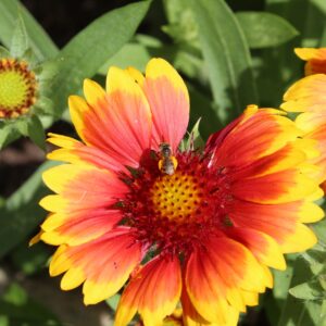 phyllis hayden Gallery