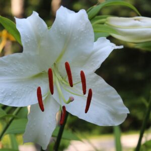 phyllis hayden Gallery