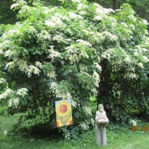 phyllis hayden Gallery