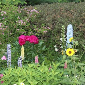 phyllis hayden Gallery