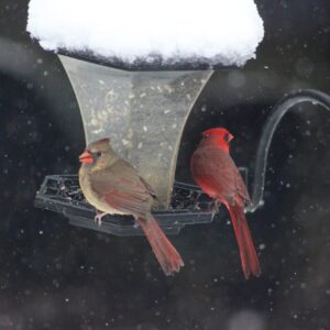 phyllis hayden Gallery