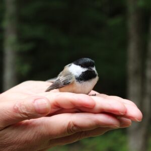 phyllis hayden Gallery