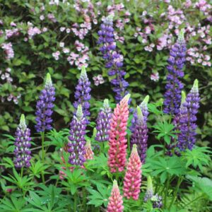 phyllis hayden Gallery