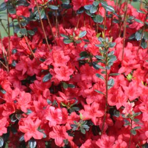 phyllis hayden Gallery