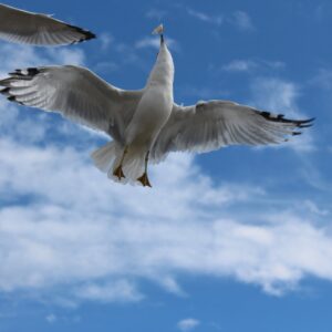 phyllis hayden Gallery