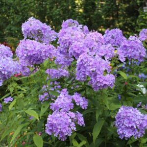 phyllis hayden Gallery