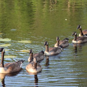 phyllis hayden Gallery