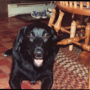 albert phillips Gallery