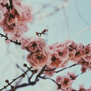 doris plante Gallery