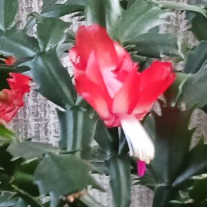 lorraine rodrigue Gallery