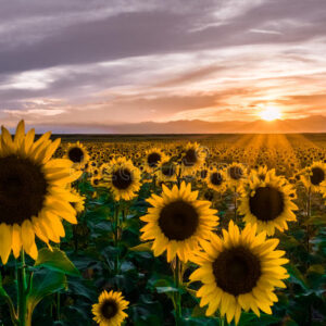 janine young Gallery