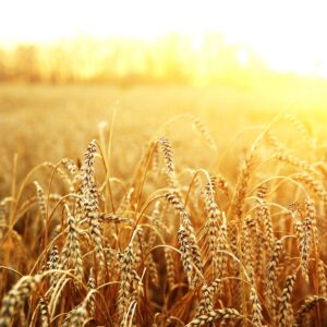 charles reid Gallery