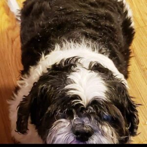 anthony graffam Gallery