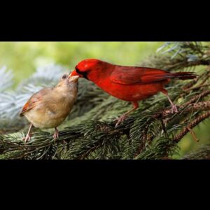 anthony graffam Gallery