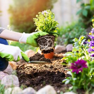 wayne boudreau Gallery