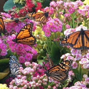 marjorie barron Gallery