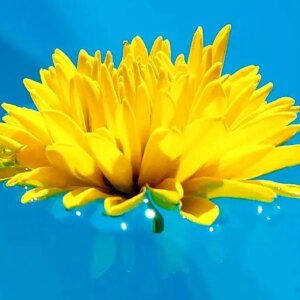 alan robichaud Gallery