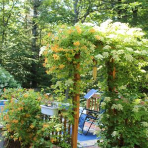 phyllis hayden Gallery