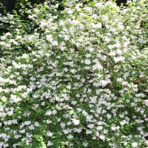 phyllis hayden Gallery