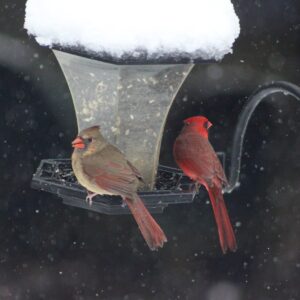 phyllis hayden Gallery