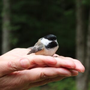 phyllis hayden Gallery