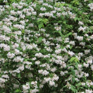 phyllis hayden Gallery