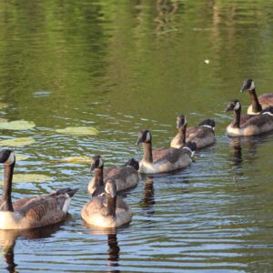 phyllis hayden Gallery