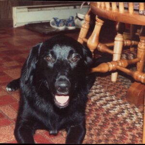 albert phillips Gallery