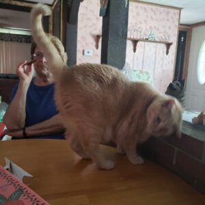 virginia debutts Gallery