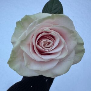 ernestine larose Gallery