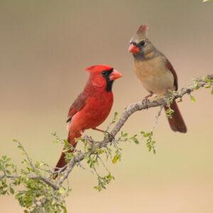 sandra gibbs Gallery