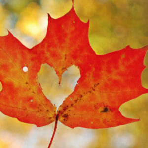 zelda poliquin Gallery